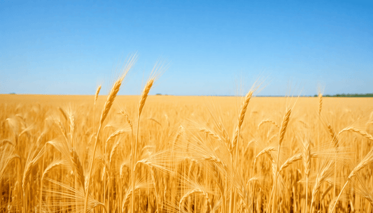 Discovering the Wonders of Barley - Dahab Foods (Private) Limited